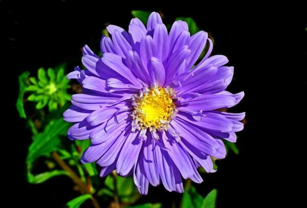 Aster Flower