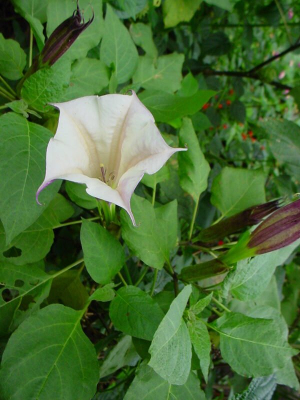 Datura (Datura Stramonium)