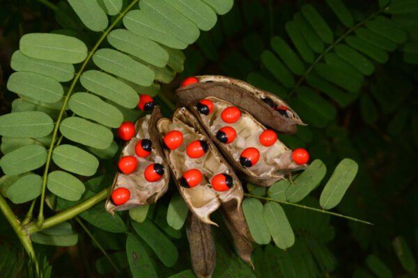 Gunjamoola (Abrus Precatorius)