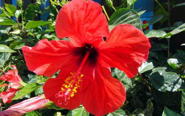 Hibiscus (Hibiscus rosa sinensis)