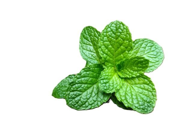 Mint Leaf