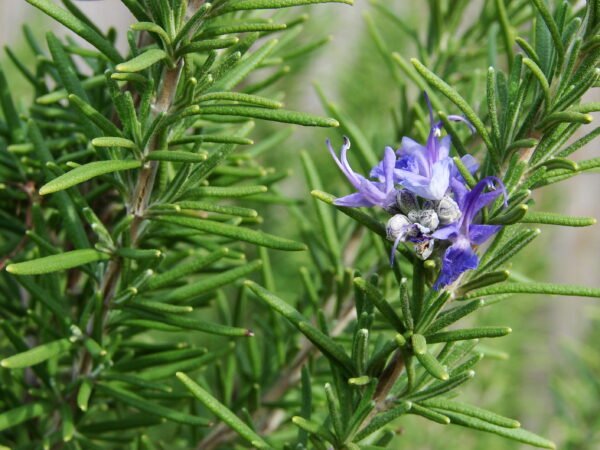 Rosemary (Rosmarinus officinalis)