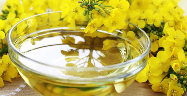 Spring Canola Seed Oil