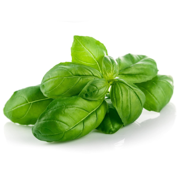 Basil